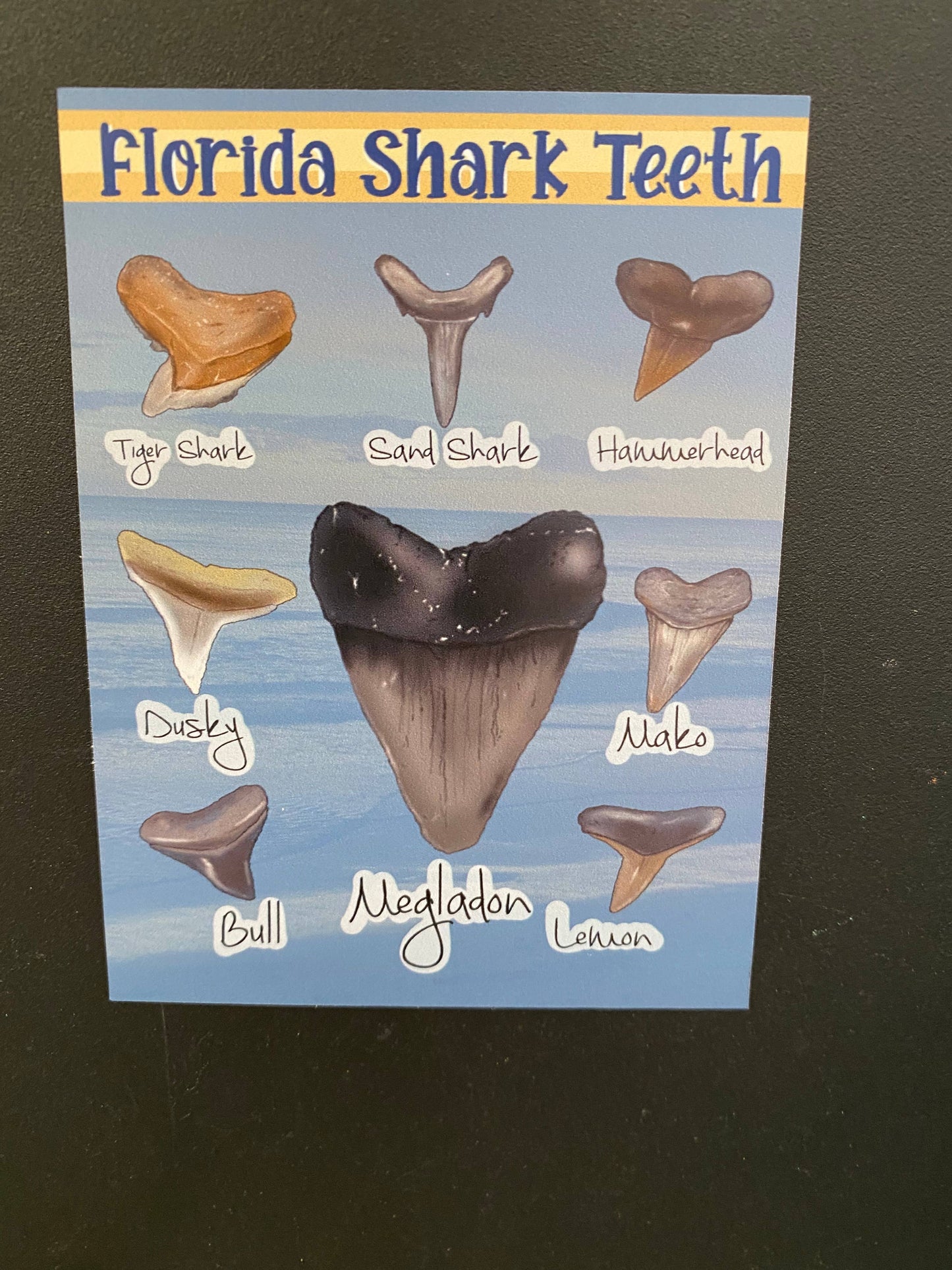 Florida Shark Teeth Magnet