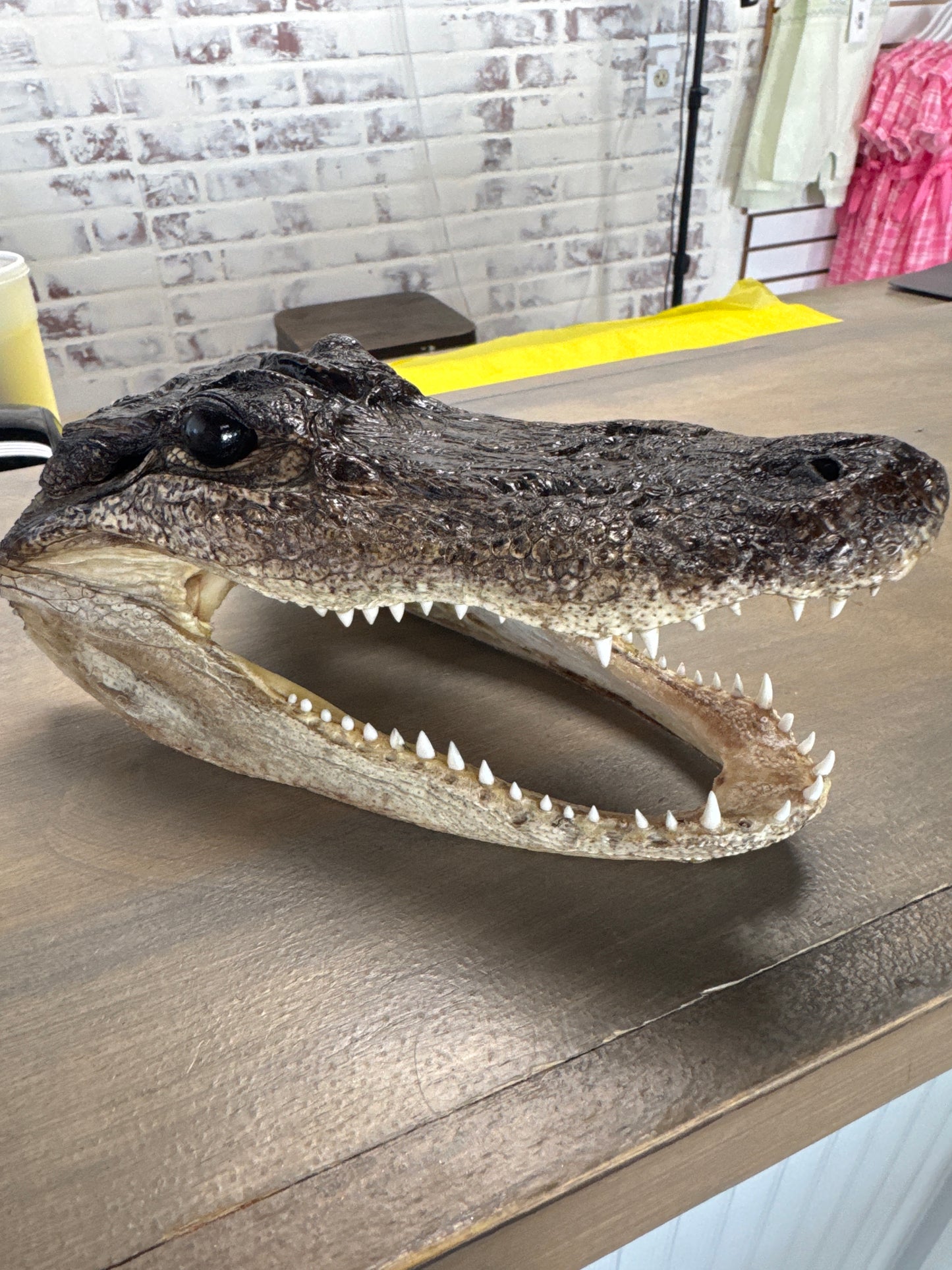 Real Alligator Head Small
