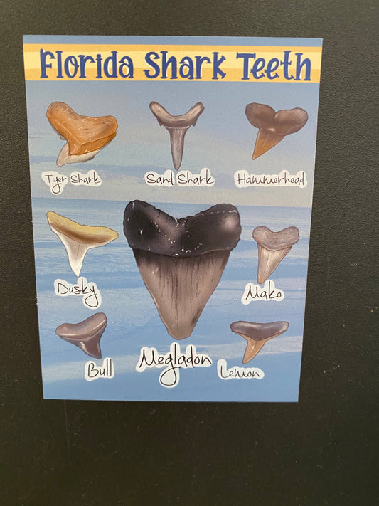 Florida Shark Teeth Magnet